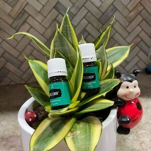 Young Living Jade Lemon Essential Oil